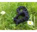 Scrunchies gumička čierna, mini