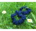 Scrunchies gumička tmavomodrá, mini